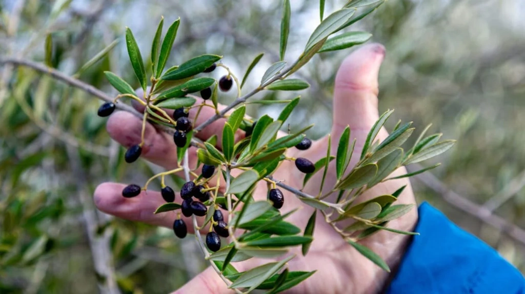 Aceite de oliva de Acebuche