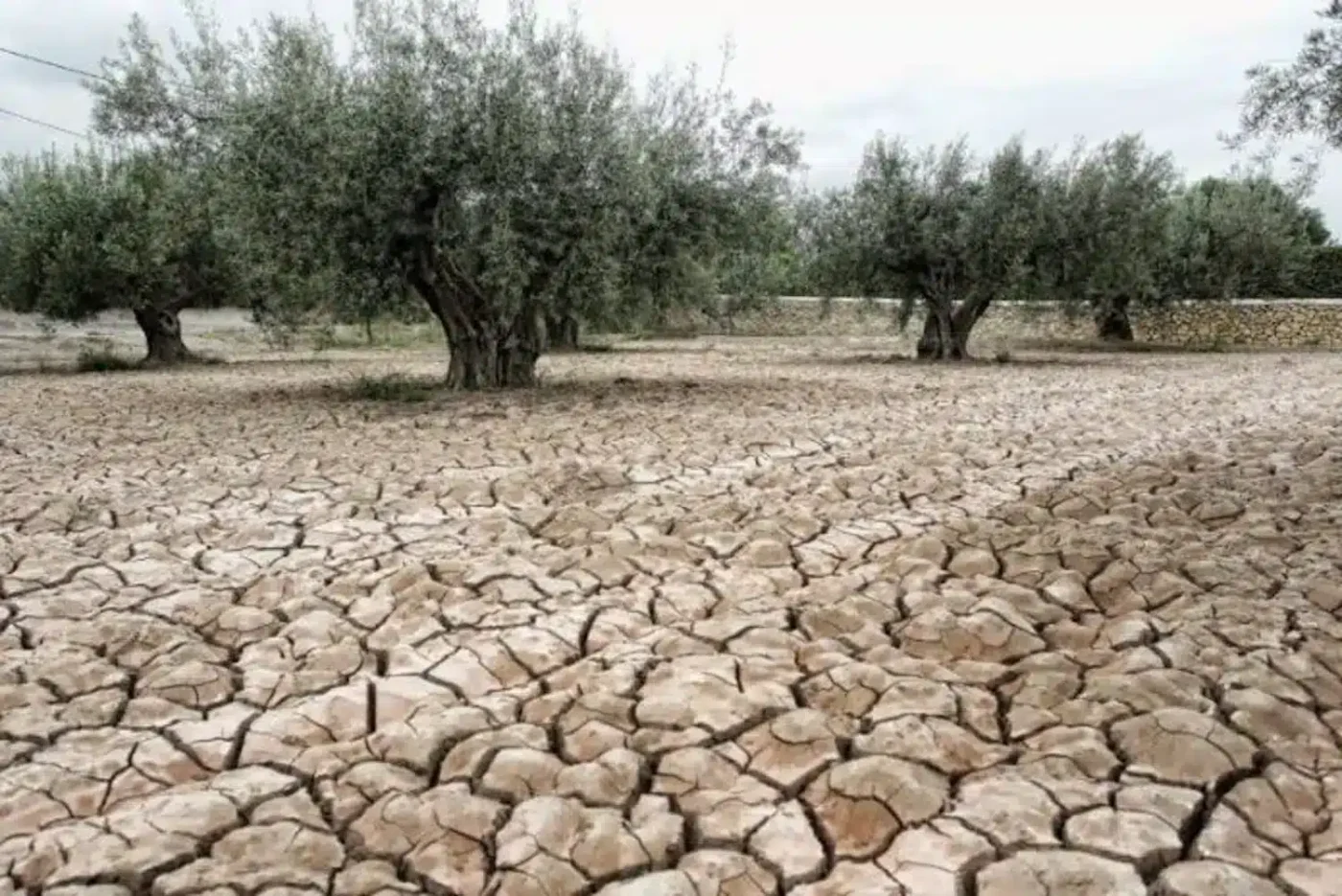Olivar seco precio AOVE