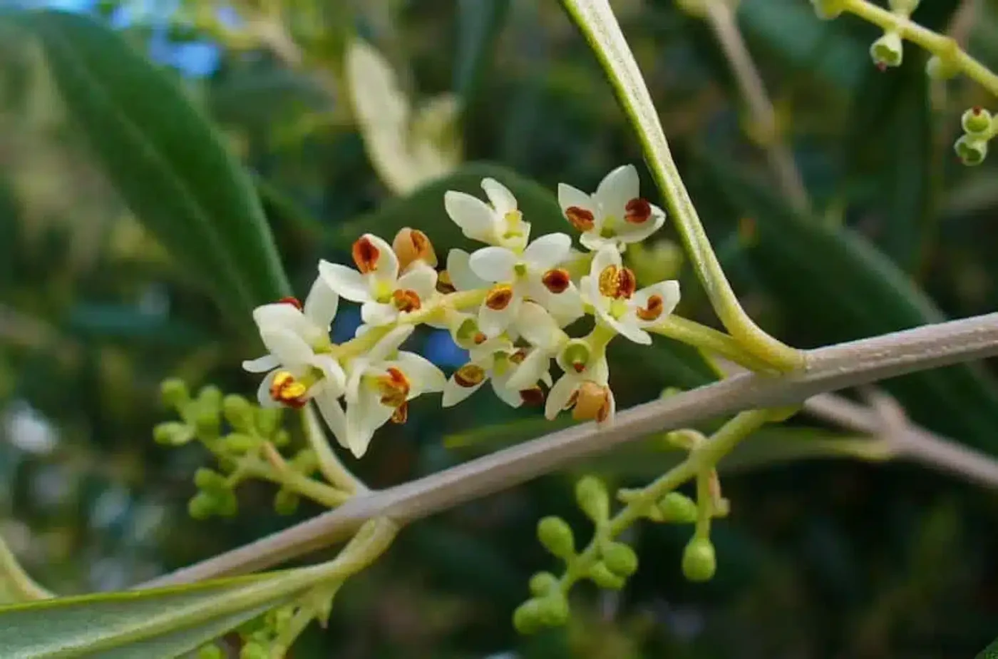 flor del olivo AOVE