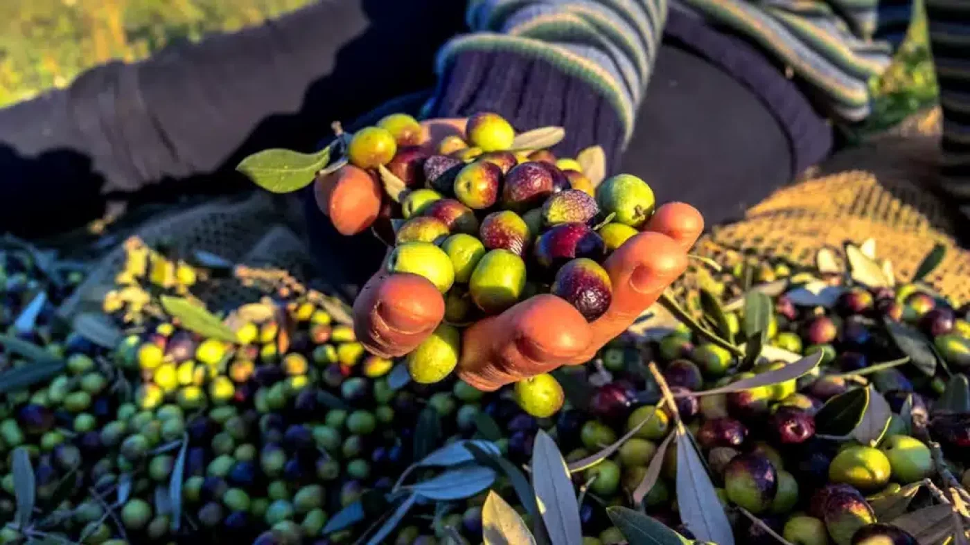 AOVE: Aceite de oliva de Argelia