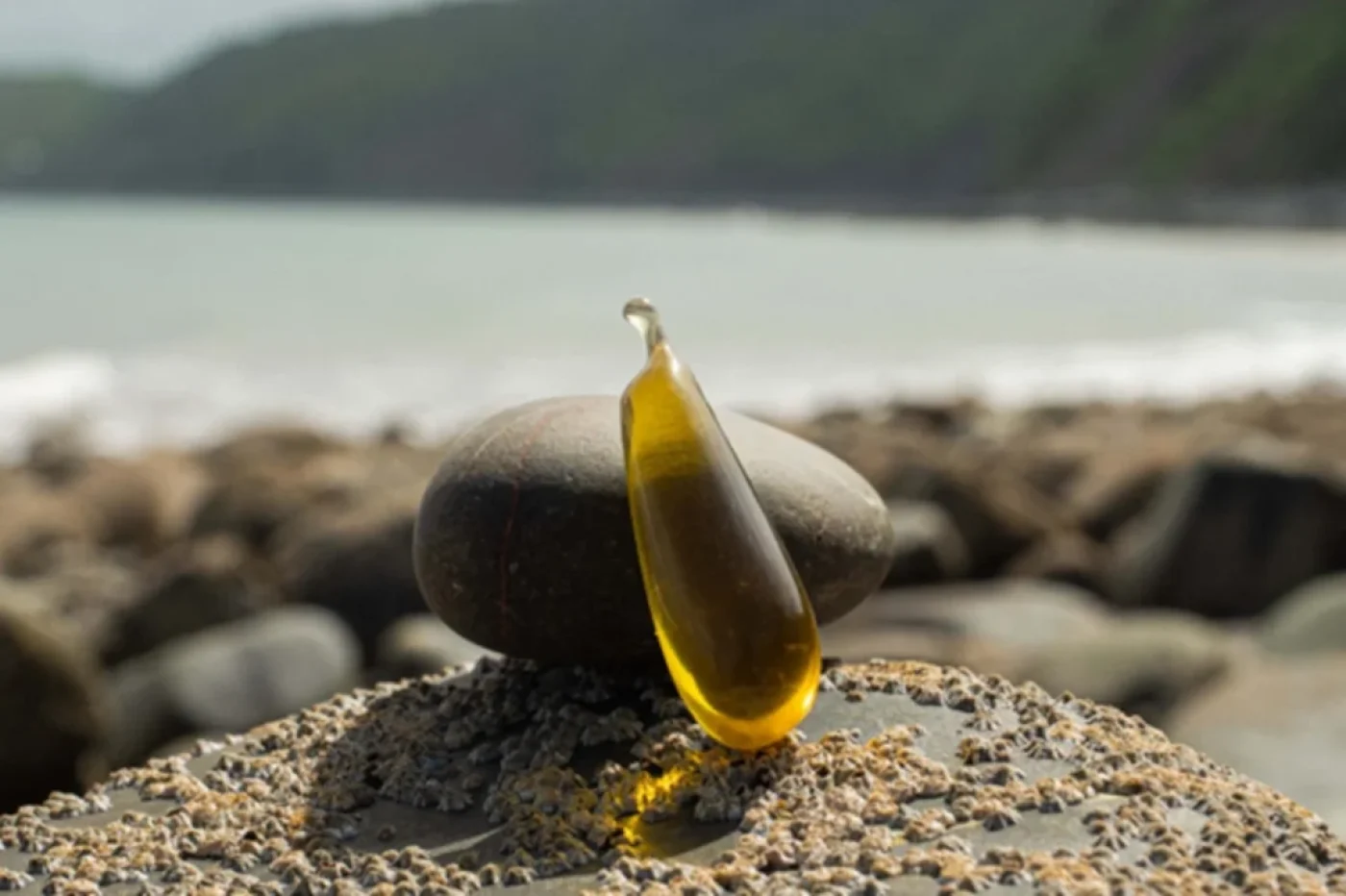 Aceite de oliva envasado en algas virgen extra