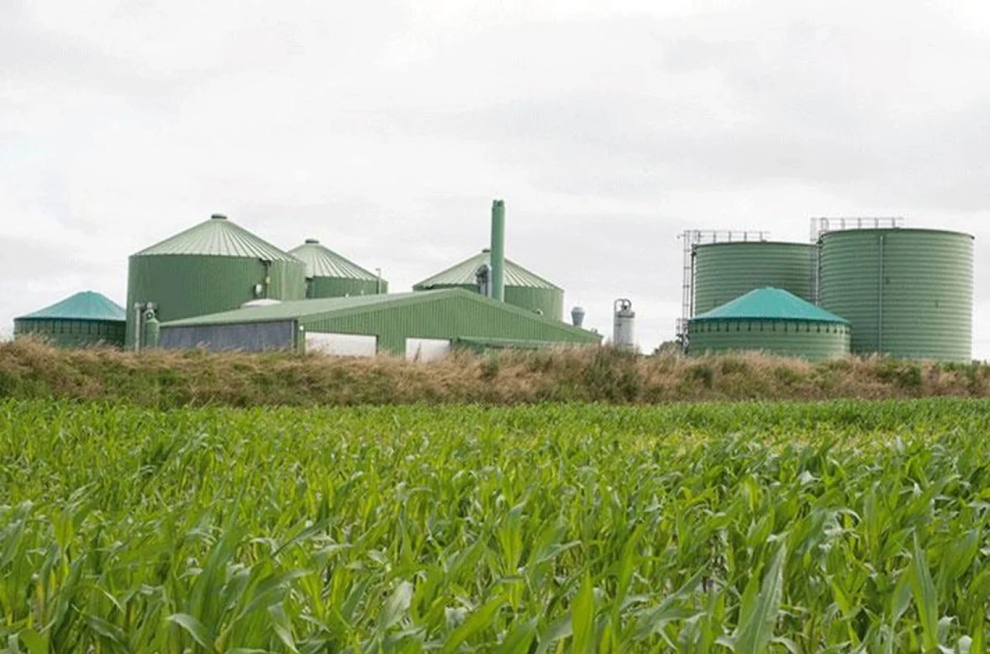 AOVE: Bioproductos y Combustible Limpio