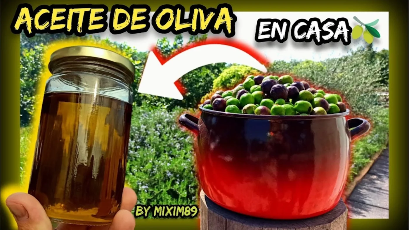 Elaboración de aceite de oliva virgen extra en casa