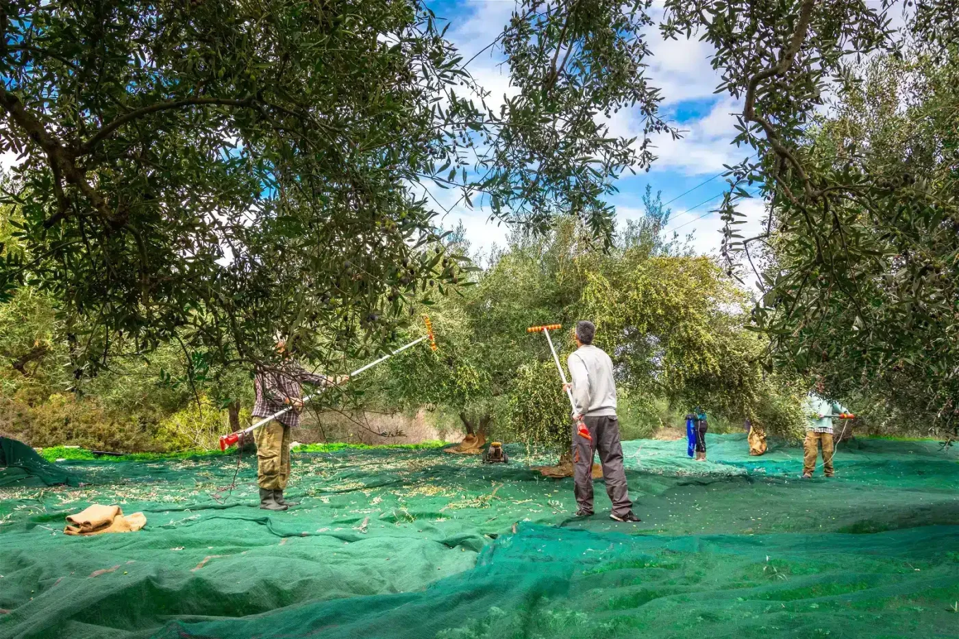 Huile d'olive