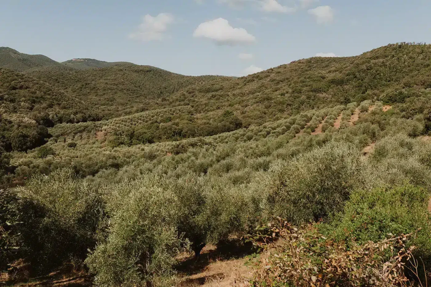 L'huile d'olive espagnole en danger