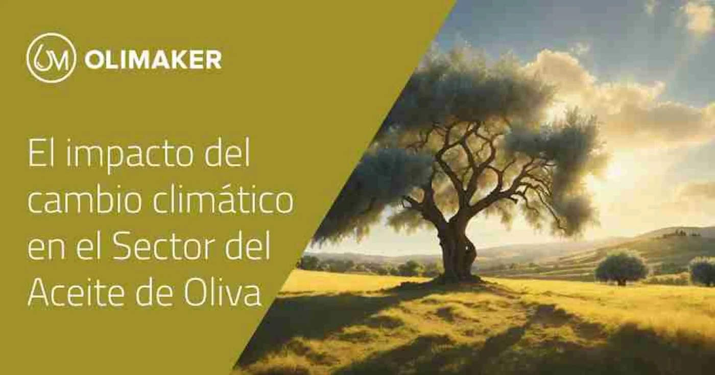 Los productores de aceite de oliva virgen extra se adaptan al cambio climático
