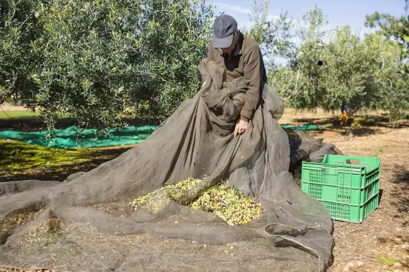 Los retos internacionales del Aceite de Oliva virgen extra