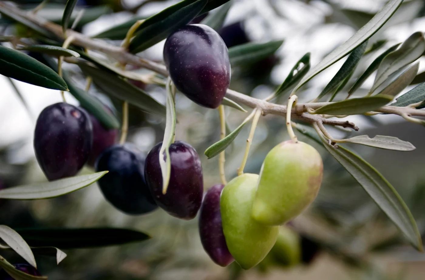 aceite virgen extra picual o picuda